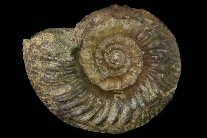 Bathonian Ammonite Fossil - France #152720